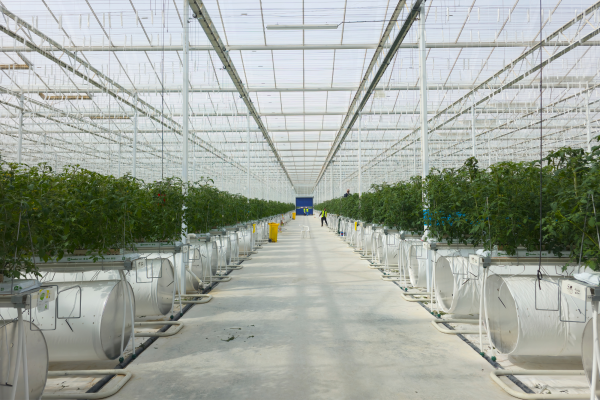 Advanced Semi-Closed Greenhouse at AgTech, Abu Dhabi-image