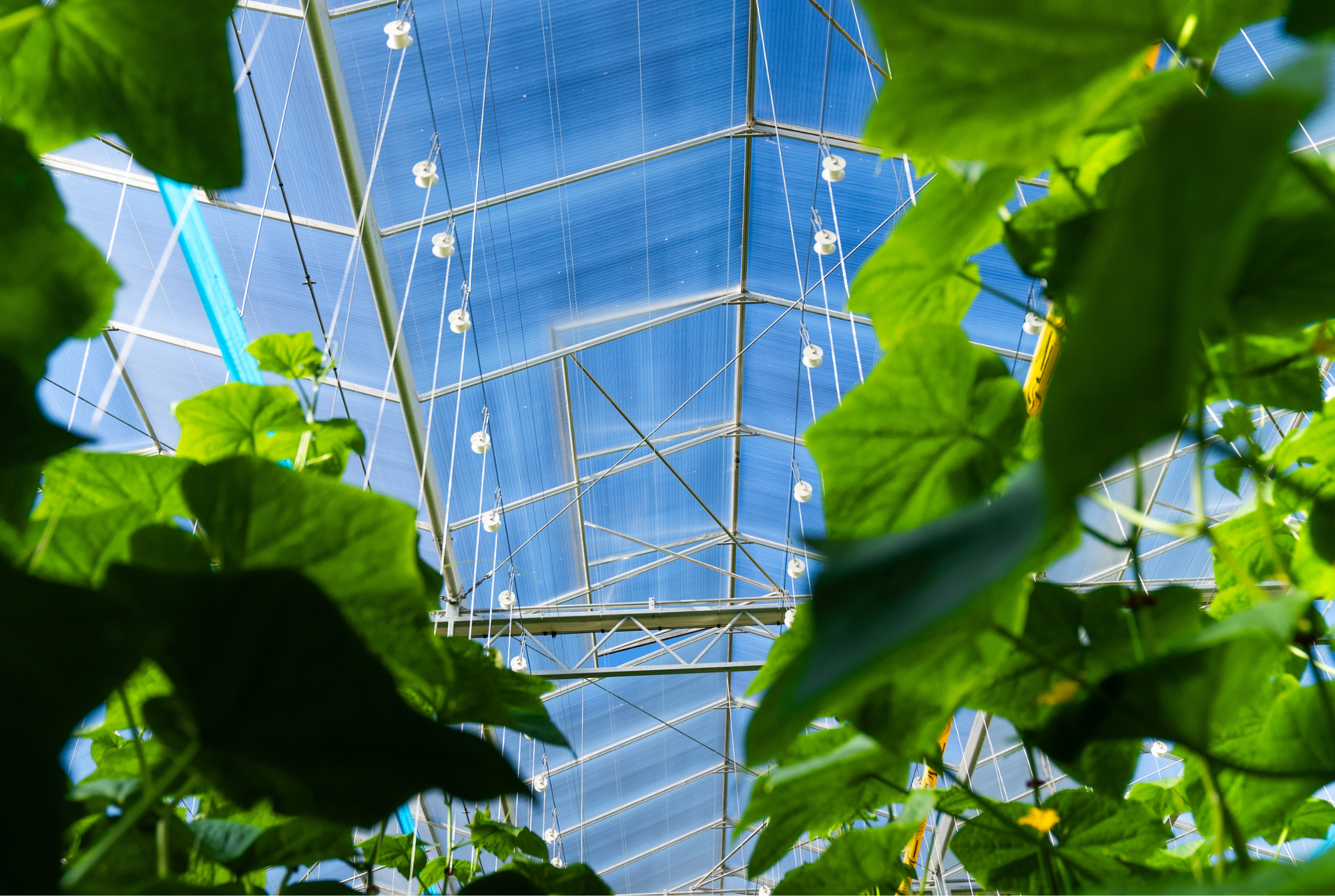 Blue Sky - Final Results