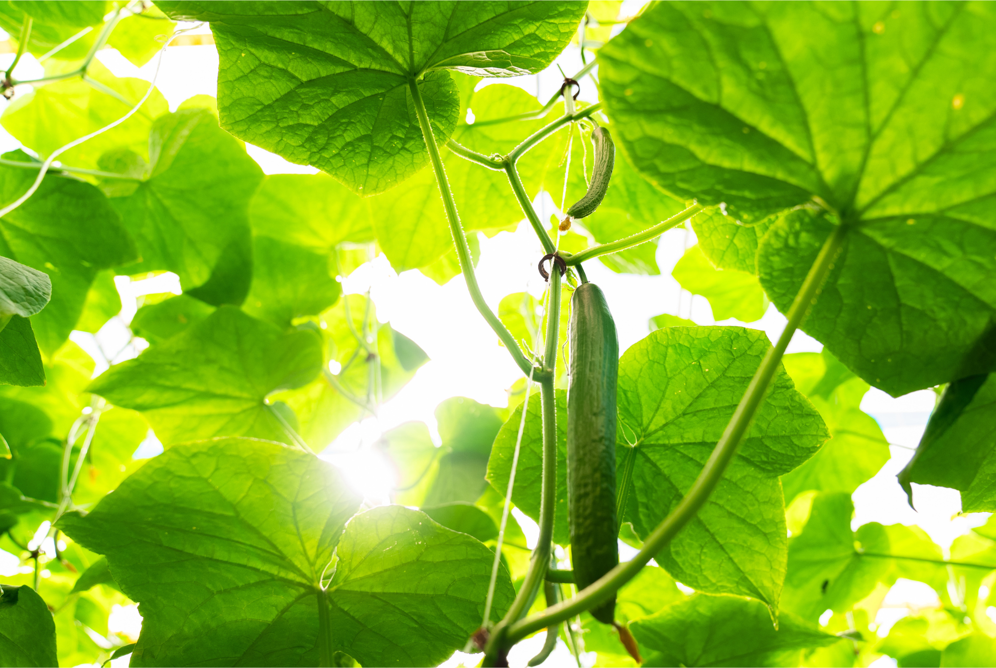 Blue Sky - Final Results