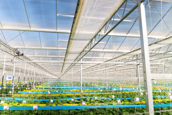 Crystal Clear Greenhouse at Blue Sky, Canada-image