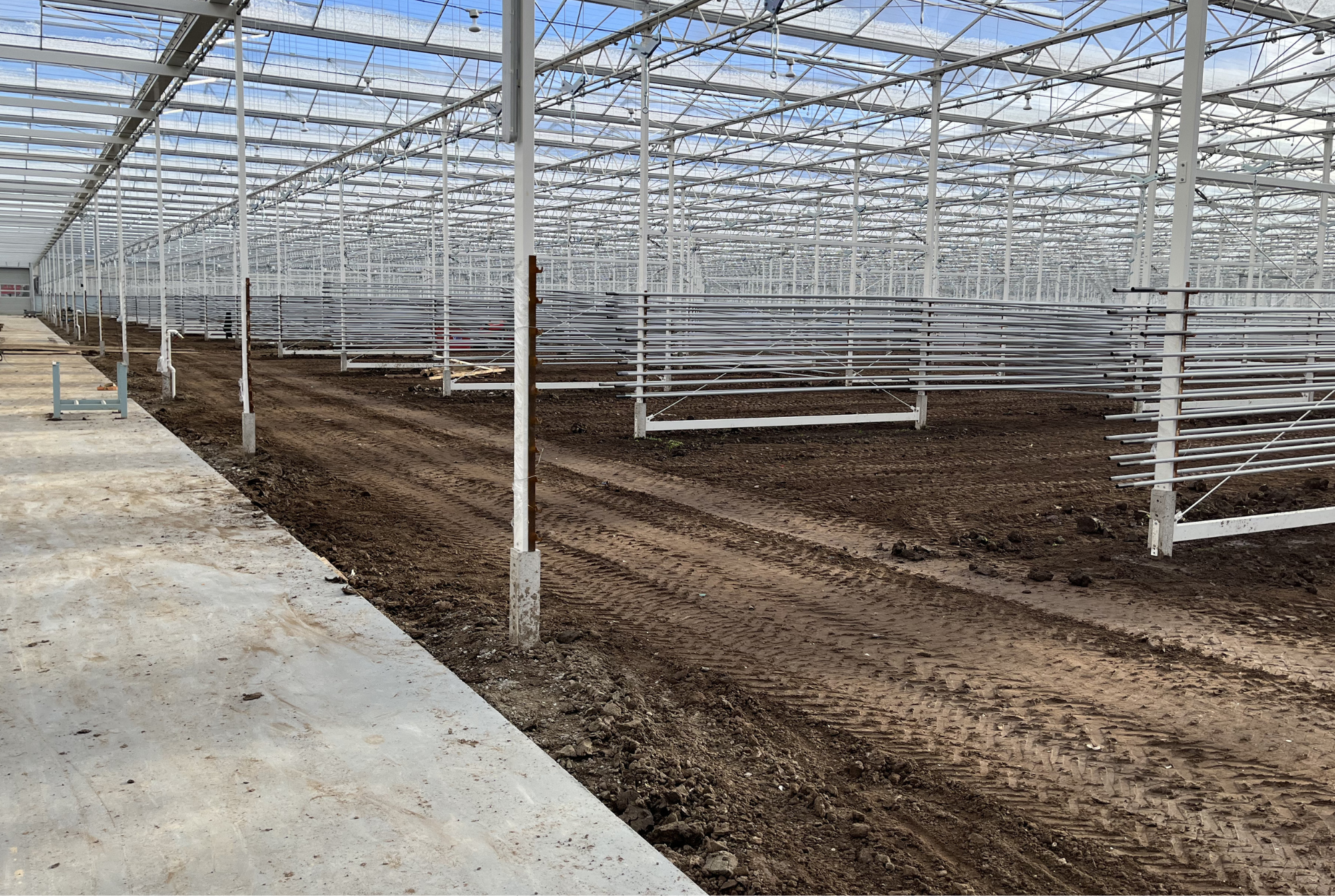 Dutch Berries - Construction Phase