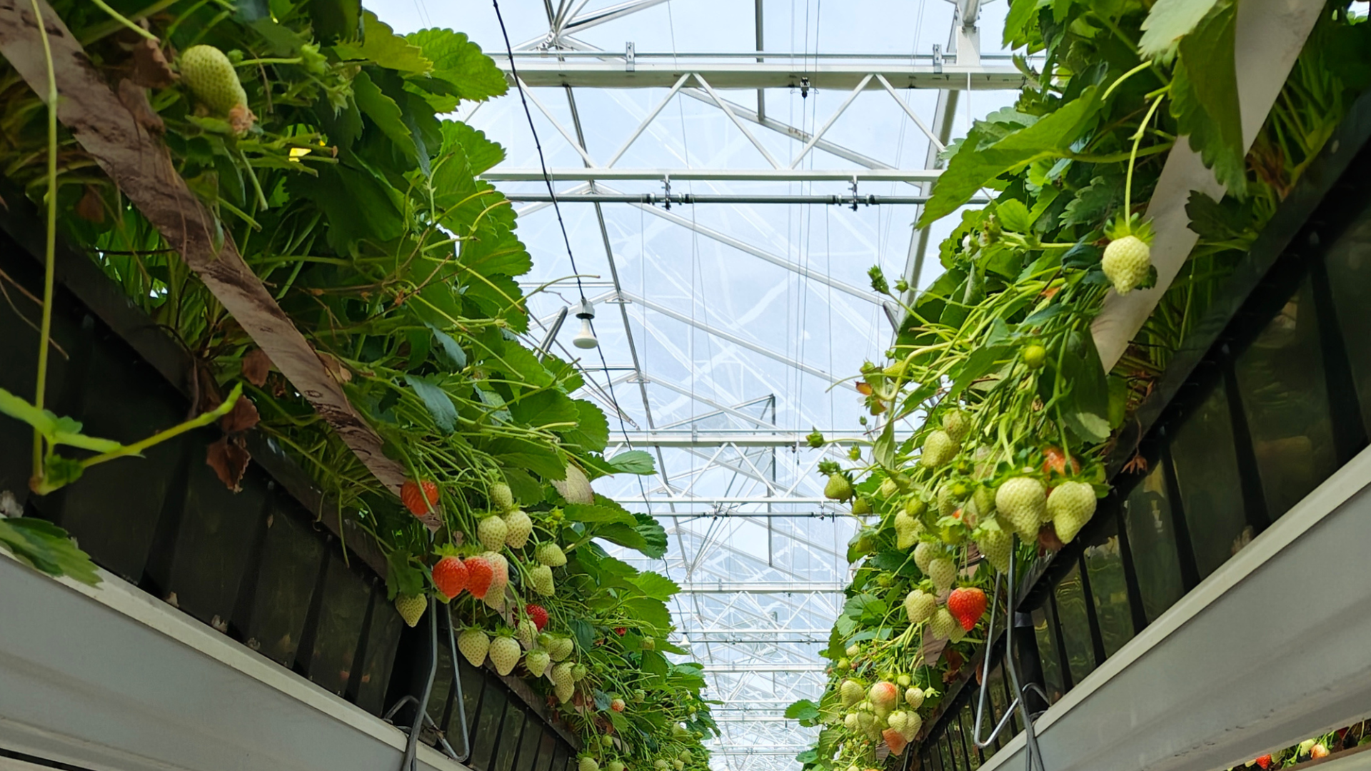 Phase 4 Heating Project at Dutch Berries, the Netherlands