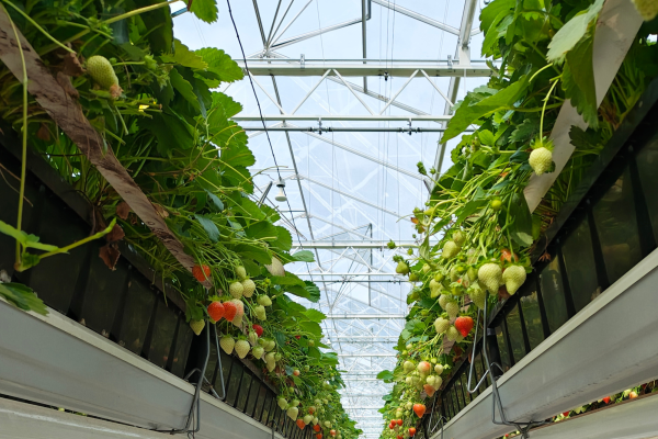 Phase 4 Heating Project at Dutch Berries, the Netherlands-image