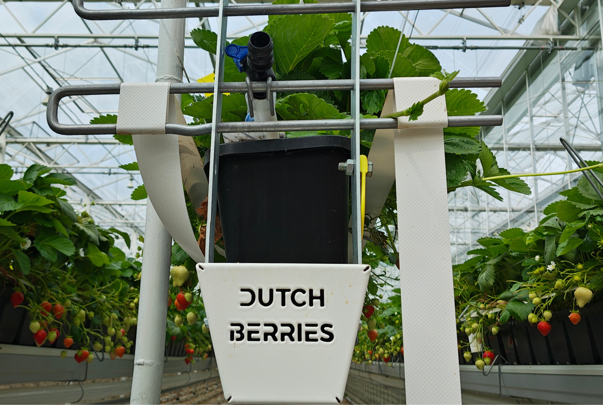 Dutch Berries - Final Results