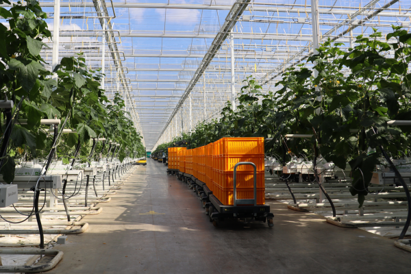 Renewable Heat Greenhouse at Ely Fenland, United Kingdom-image