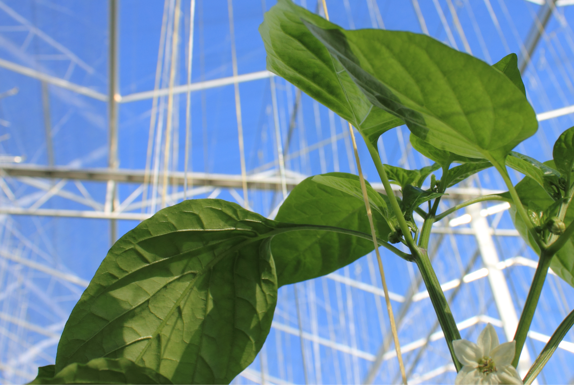 Ely Fenland - Final Results