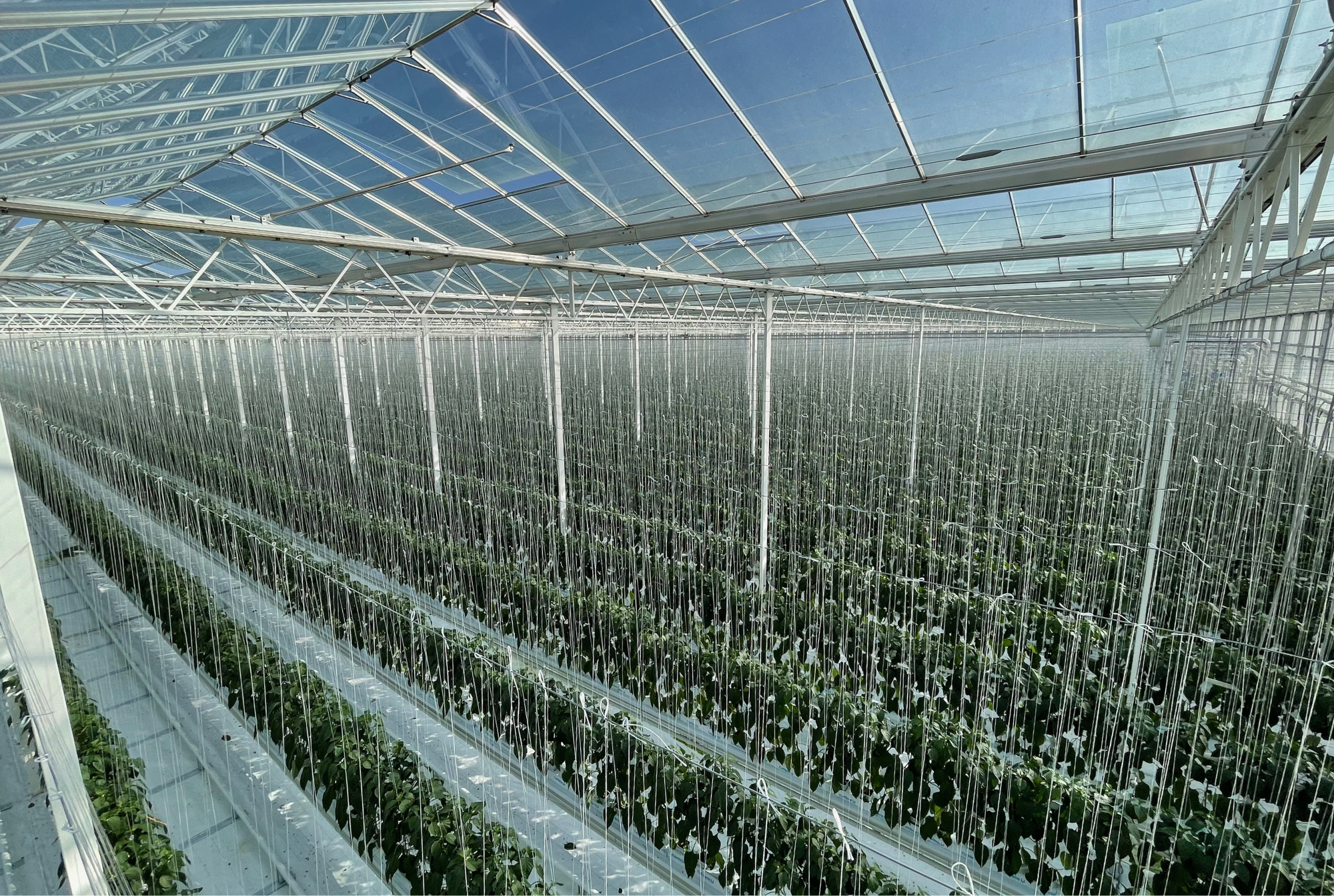 Place Farms - Final Results