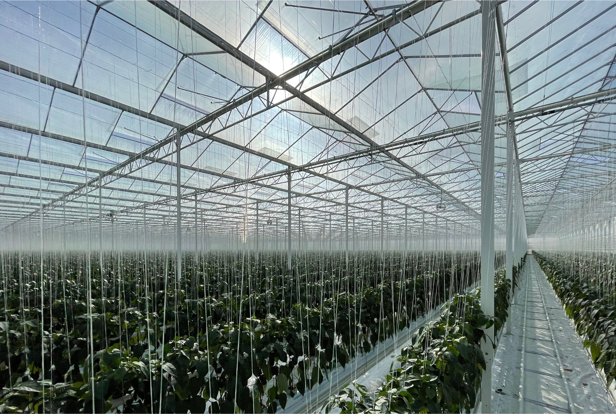 Place Farms - Final Results