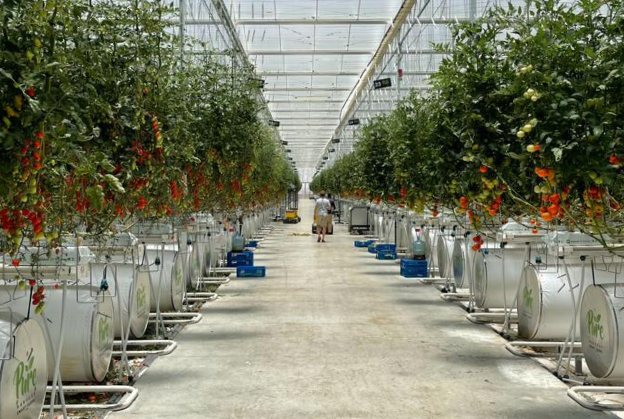 Pure Harvest UAE - Final Results