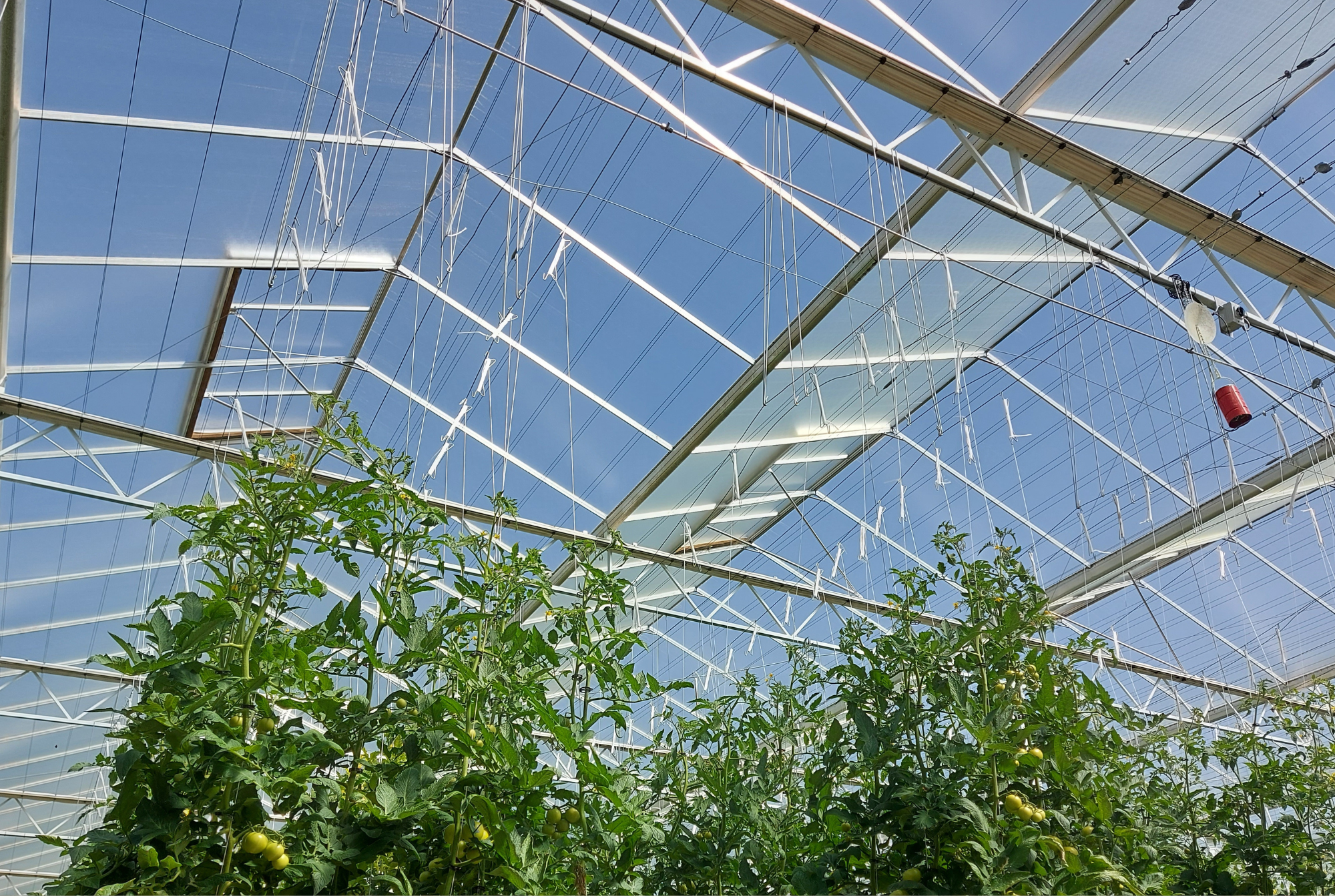 Pure Harvest UAE - Final Results