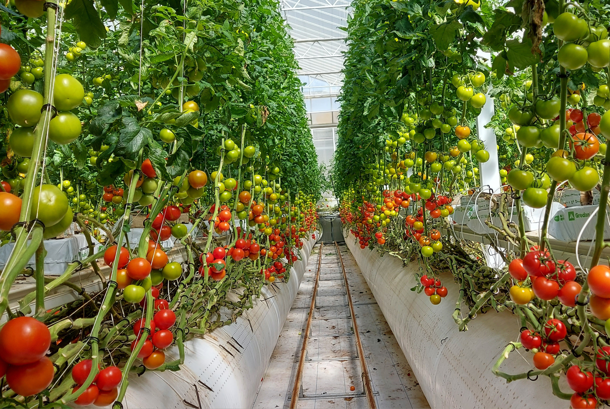 Pure Harvest UAE - Final Results