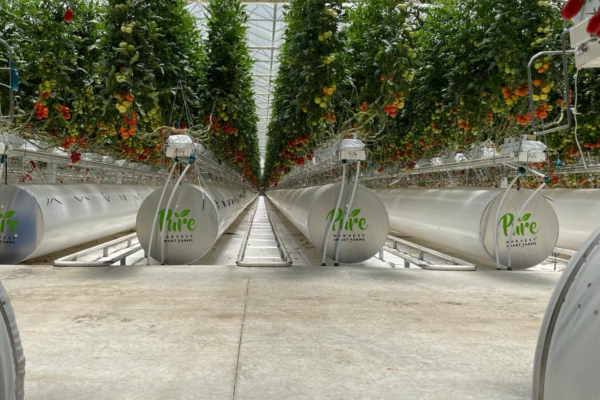 Climate-Controlled Greenhouse at Pure Harvest Smart Farms, United Arab Emirates-image