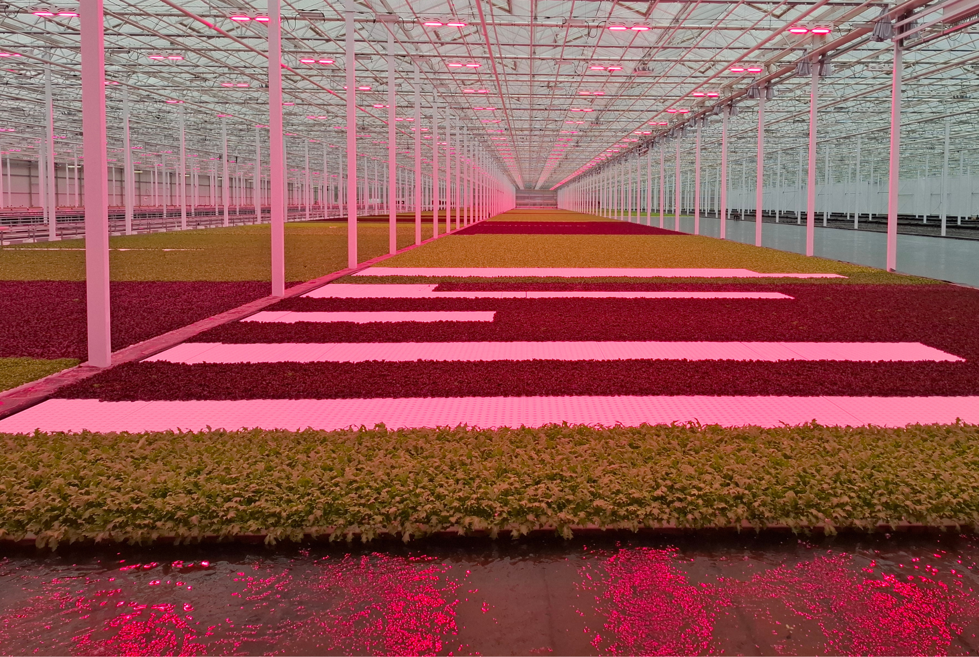 Gemüsebau Steiner - Final Results