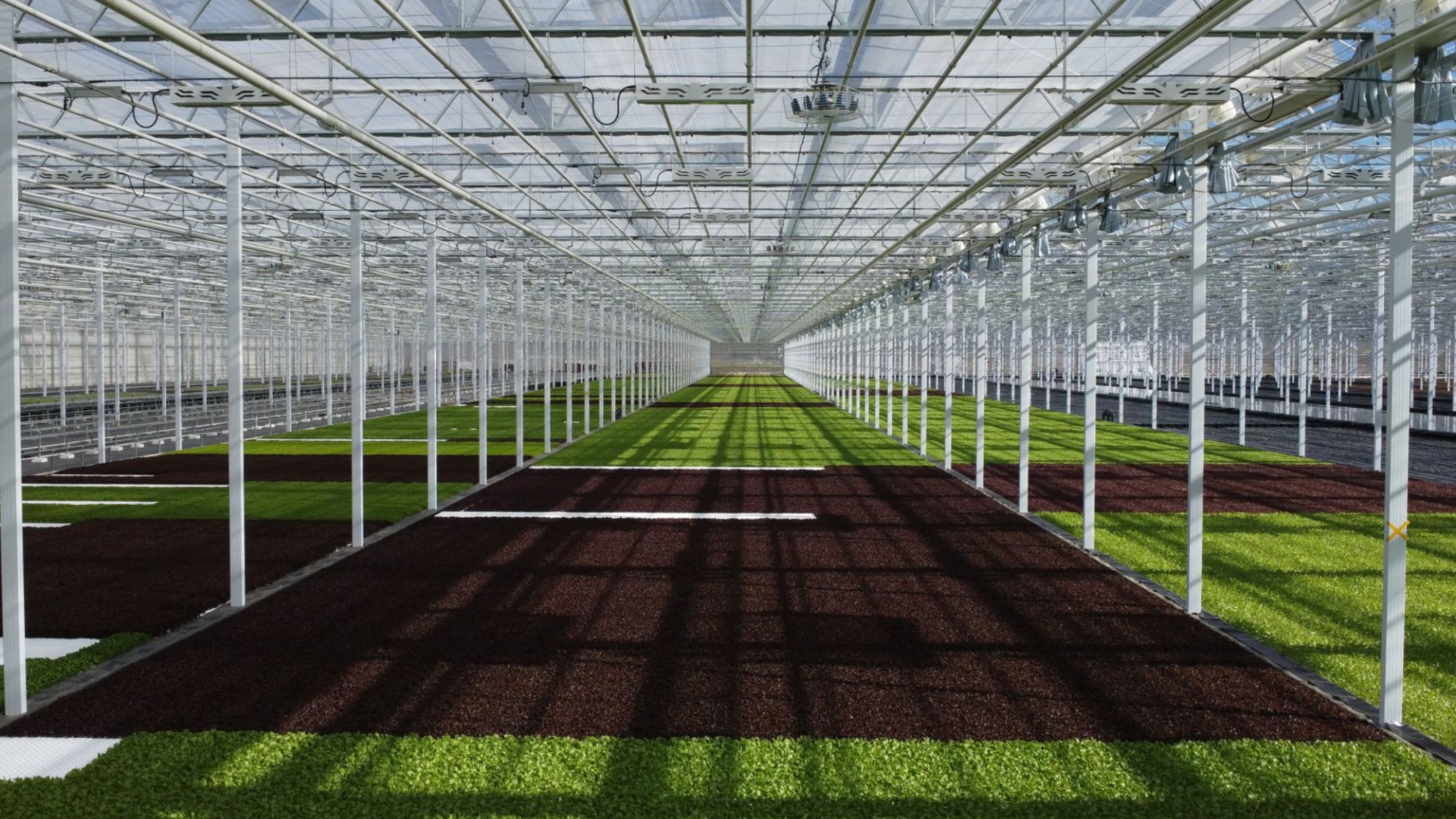 High-Tech Aquaponic Lettuce Production at Steiner, Germany