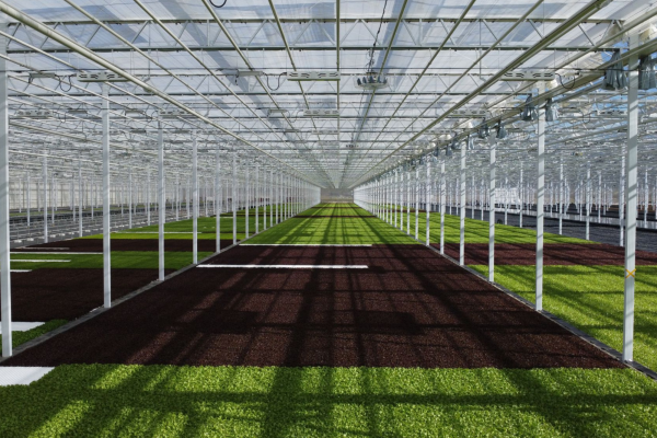 High-Tech Aquaponic Lettuce Production at Steiner, Germany-image