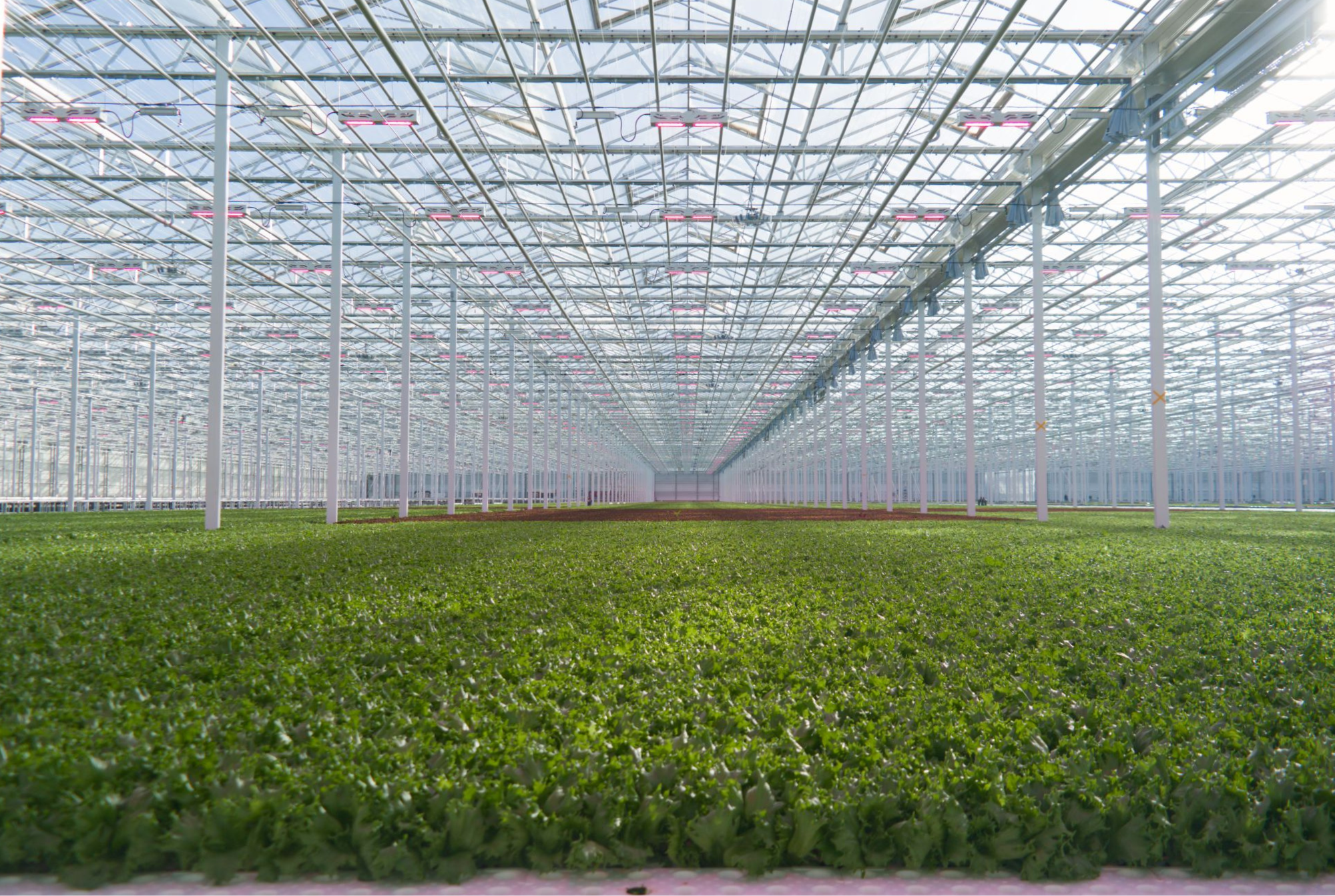 Gemüsebau Steiner - Final Results