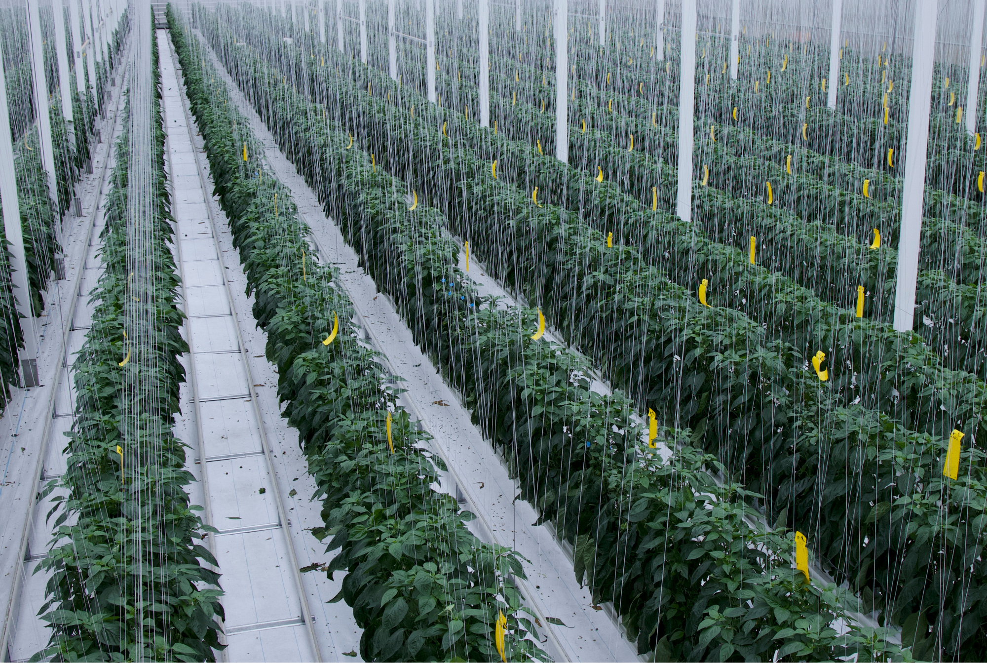 Tedy Co - Final Results