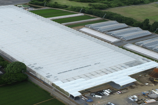 Complete Bell Pepper Project with NTT Agri Technology at Tedy Co, Japan-image