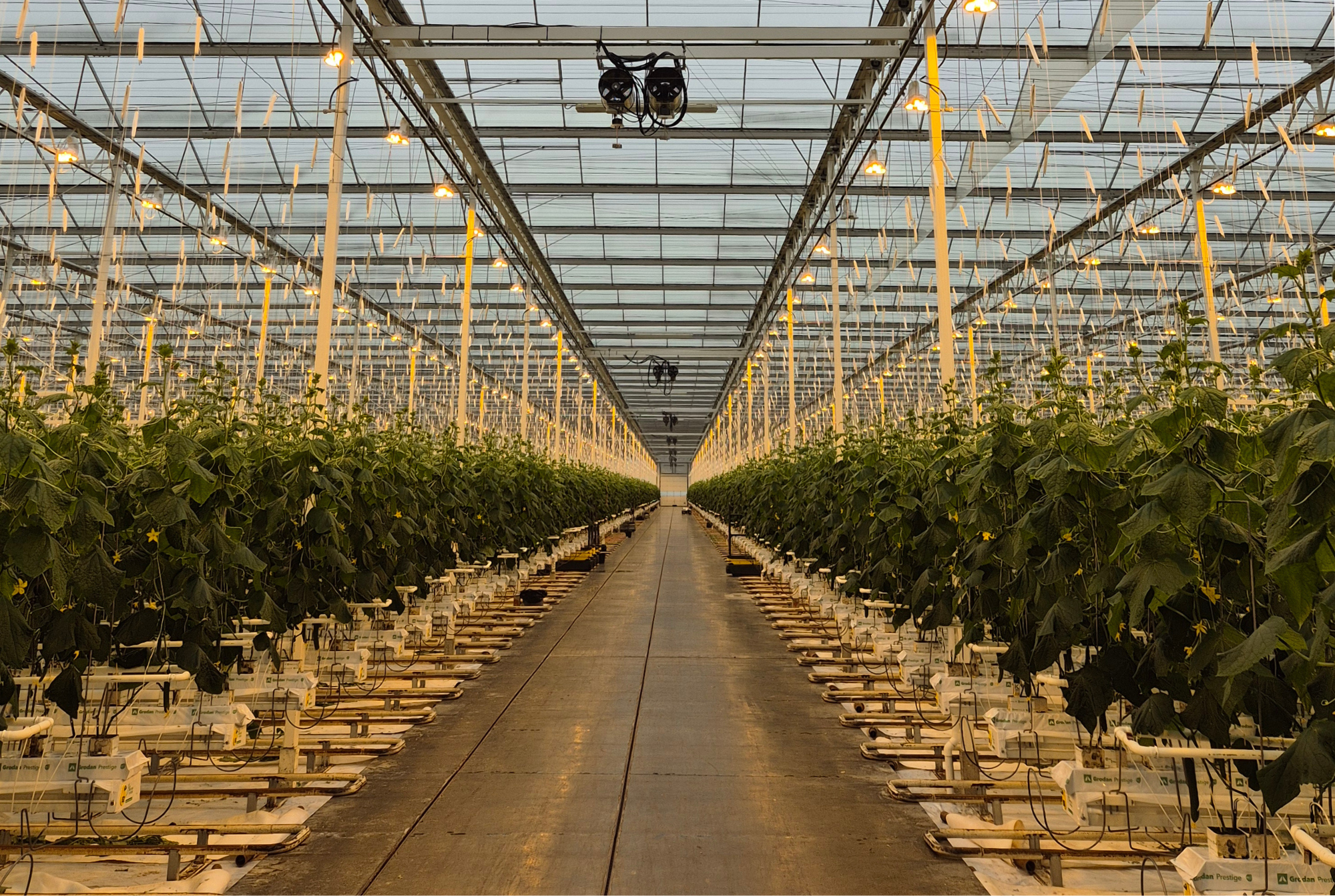 Thanet Earth - Final Results