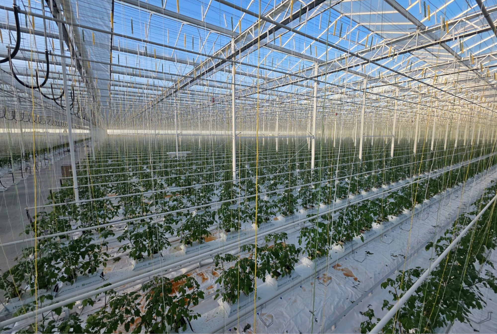 Thanet Earth - Final Results