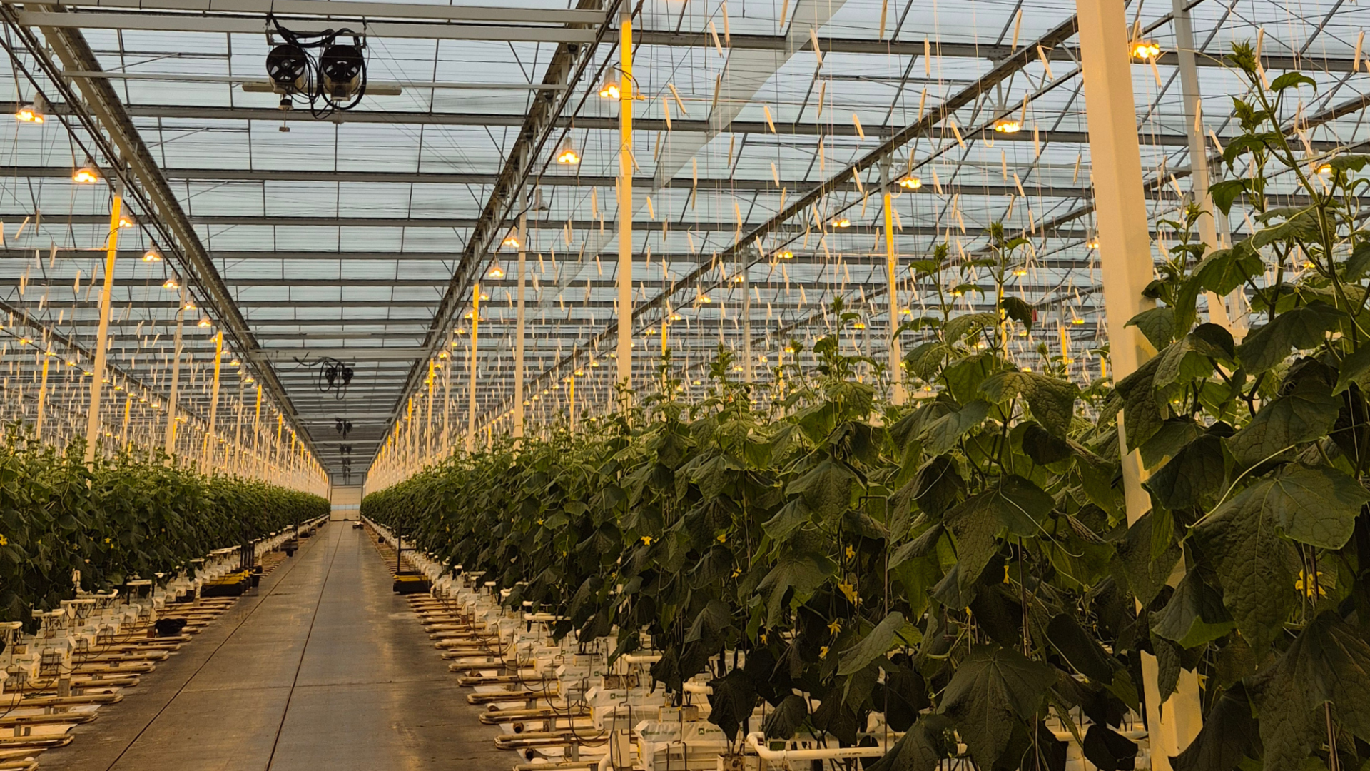 Climate-Controlled Greenhouse Phase 7 at Thanet Earth, United Kingdom