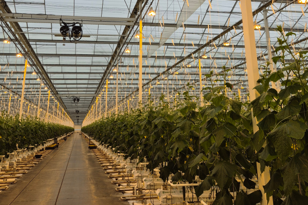 Climate-Controlled Greenhouse Phase 7 at Thanet Earth, United Kingdom-image