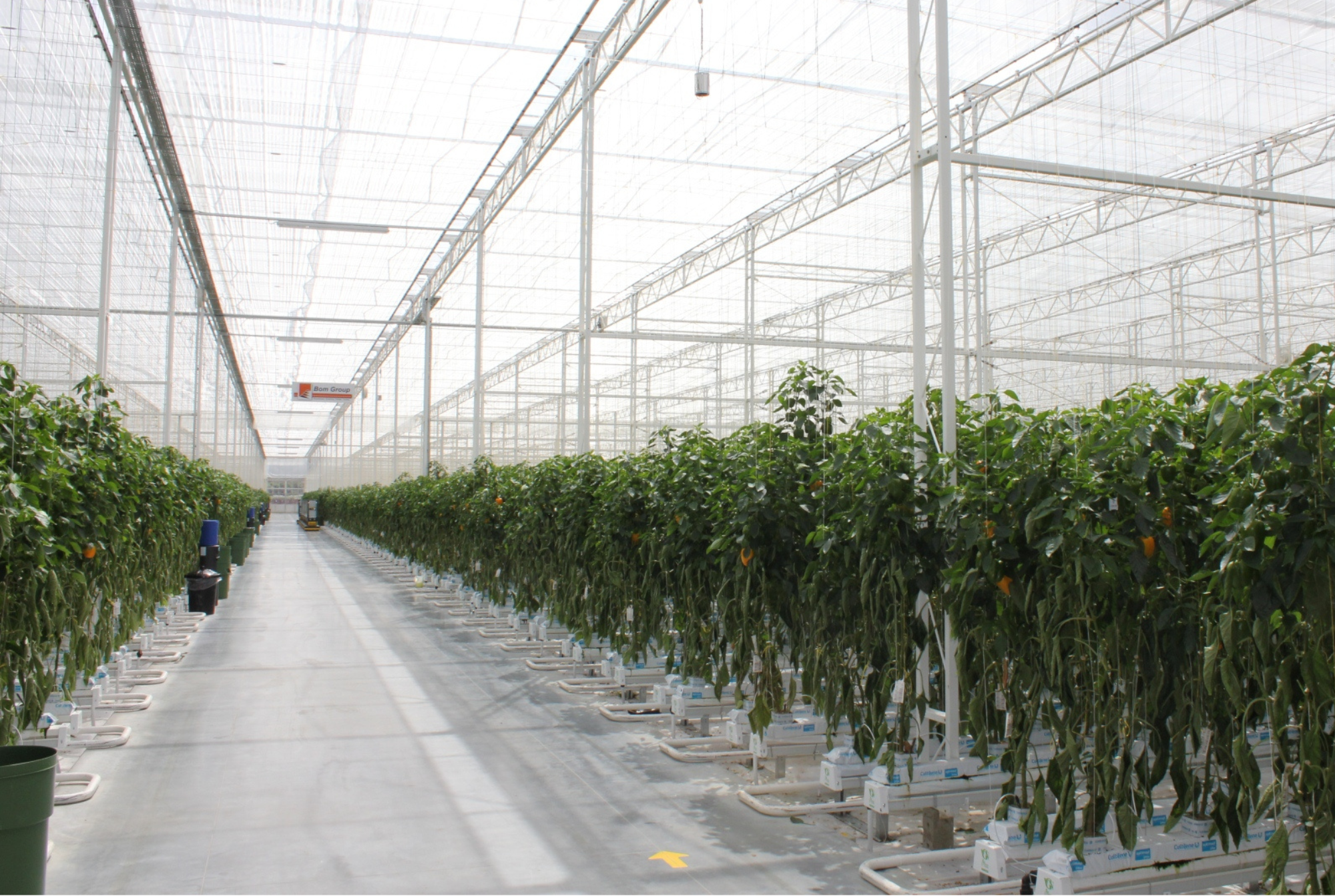 Valley Grown Salads - Final Results