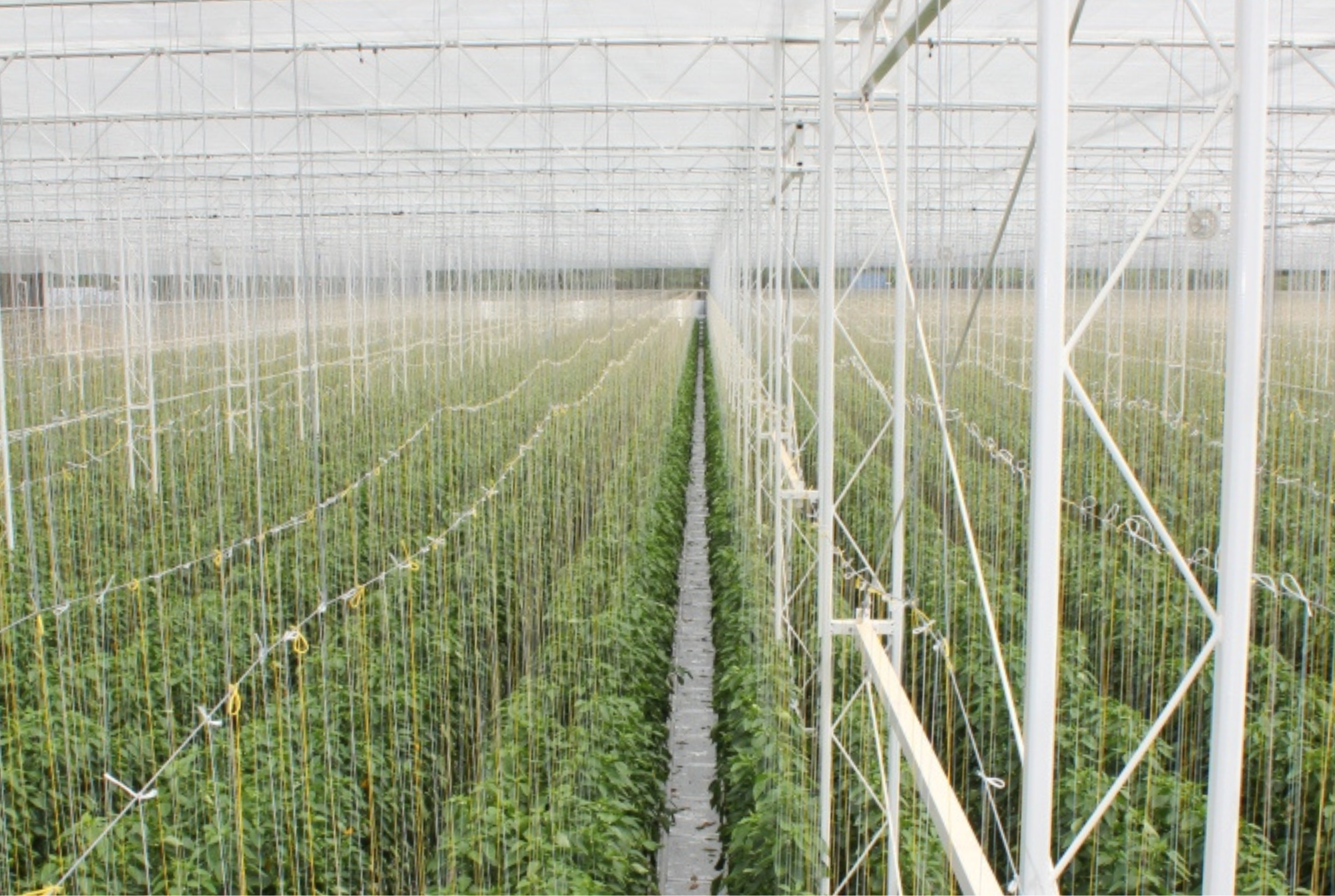 Valley Grown Salads - Final Results