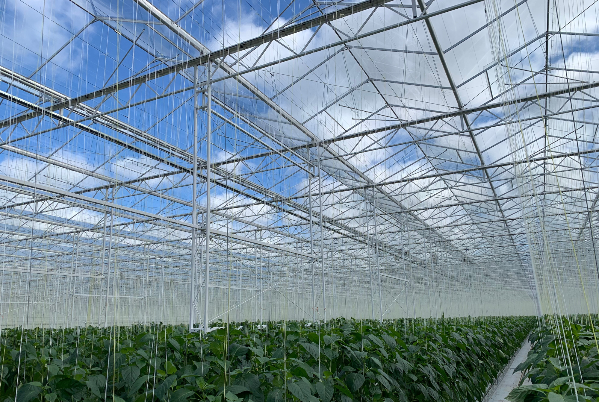 Valley Grown Salads - Final Results