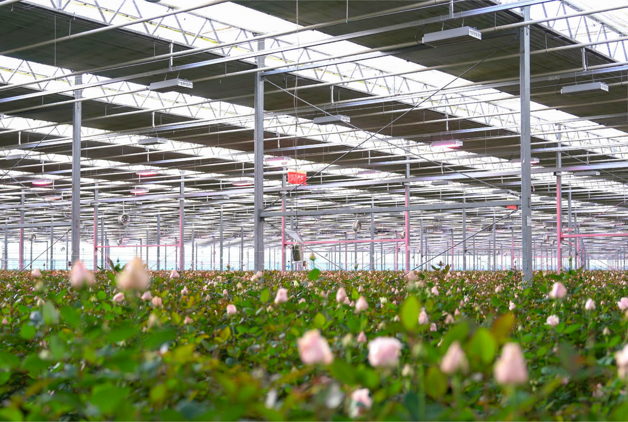 Yinong - Final Results