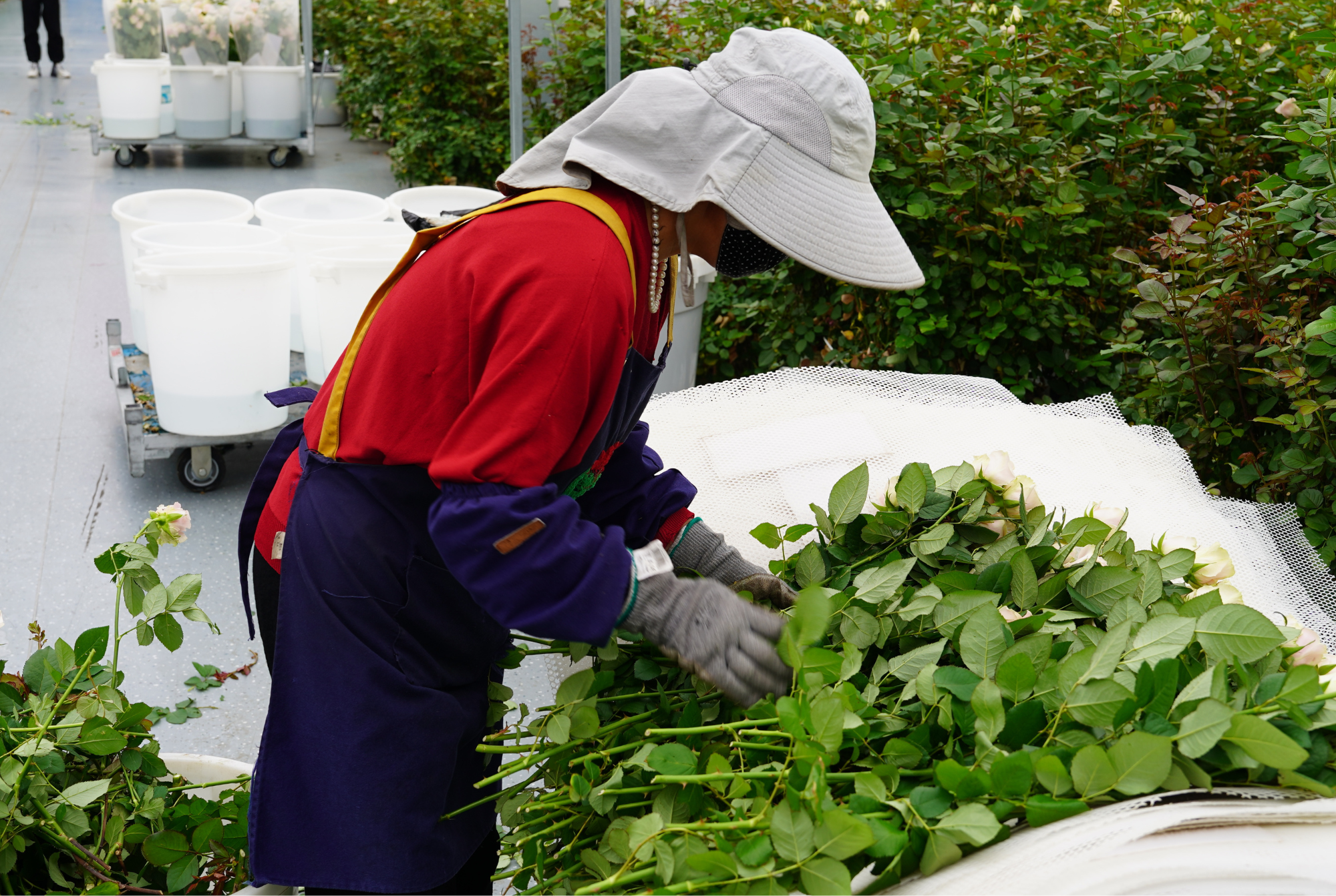 Yinong - Final Results