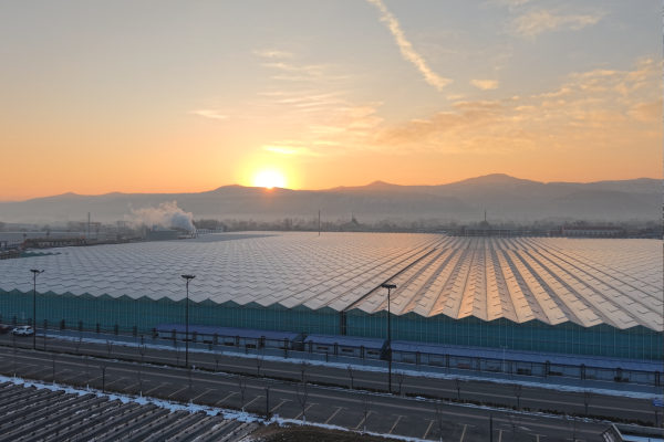 Rose Giga Factory Greenhouse at Yinong, China-image